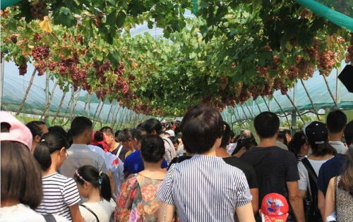探尋田園風(fēng)光 打造鄉(xiāng)村旅游精品線路的實(shí)踐與展望