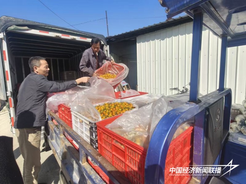 福建云霄東廈鎮 小番茄“串”起鄉村振興大產業，點燃鄉村旅游新引擎